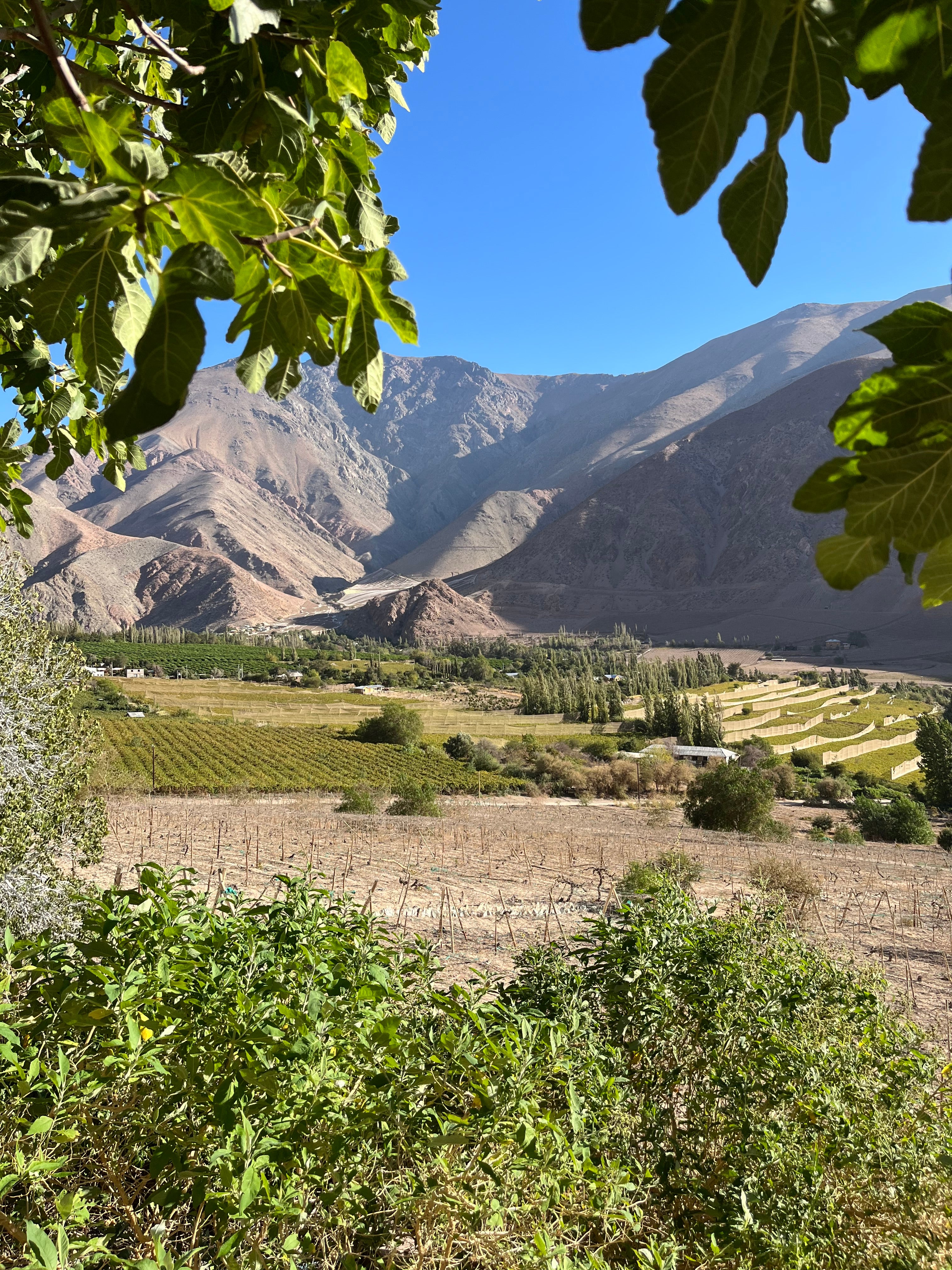 Territorio Pisquero ¿De dónde viene nuestro Pisco?